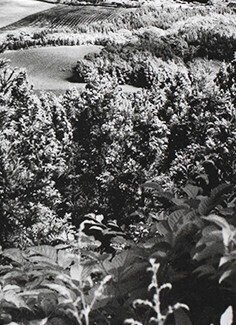 Ikko Narahara - Kingdom Domains - 2019 #4.3