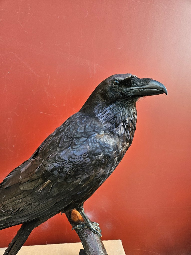 Corvo Imperiale Eksponat taksydermiczny (całe ciało) - Corvus Corax (with proof of origin) - 0 mm - 0 mm - 0 mm - EU Annex I #1.0