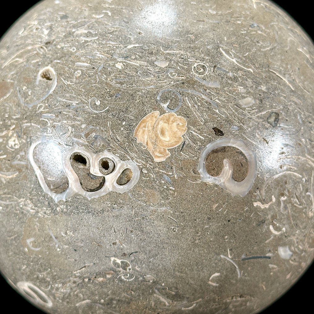 Διακοσμητικό στολίδι - Χωρίς ελάχιστη τιμή - Όμορφο ζεύγος σφαιρών Turritella και μπάλα από κοχύλια σε βάσεις. - Ινδονησία #4.3