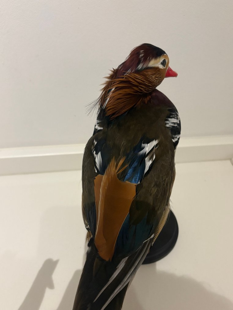 Mandarijneend Eksponat taksydermiczny (całe ciało) - Aix galericulata - with closed footring - 27 cm - 27 cm - 12 cm - Gatunki inne niż CITES - 1 #2.1