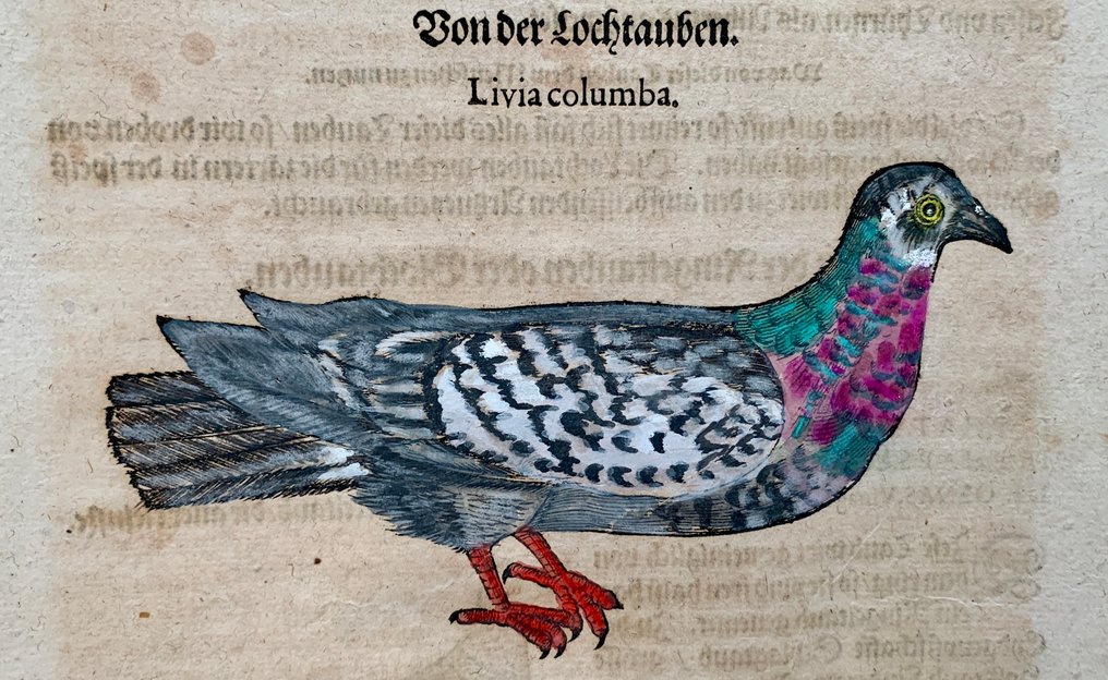 Conrad Gesner - Vogelbuch - 1598 #1.0