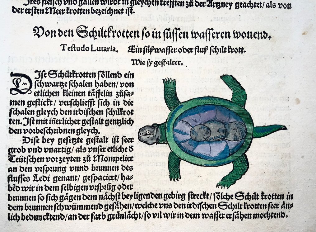 Conrad Gesner (1516-1565) Amphibian: Turtle - Folio with woodcut - 1563 #3.2