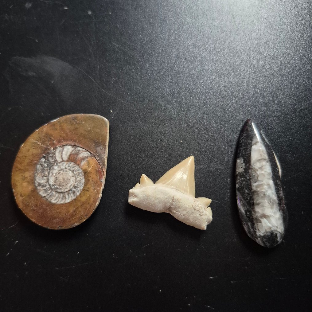 Fossil - Fossiler Zahn - Bijzondere set van 3 unieke fossielen - Otodus Obliquus - Carcharocles - Goniatiet fossiel - 11 cm - 11 cm  (Ohne mindestpreis) #2.1