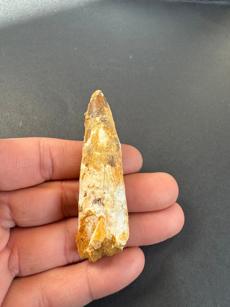 Spinosaur - Fossiler Zahn - 7 cm  (Ohne mindestpreis) #1.0