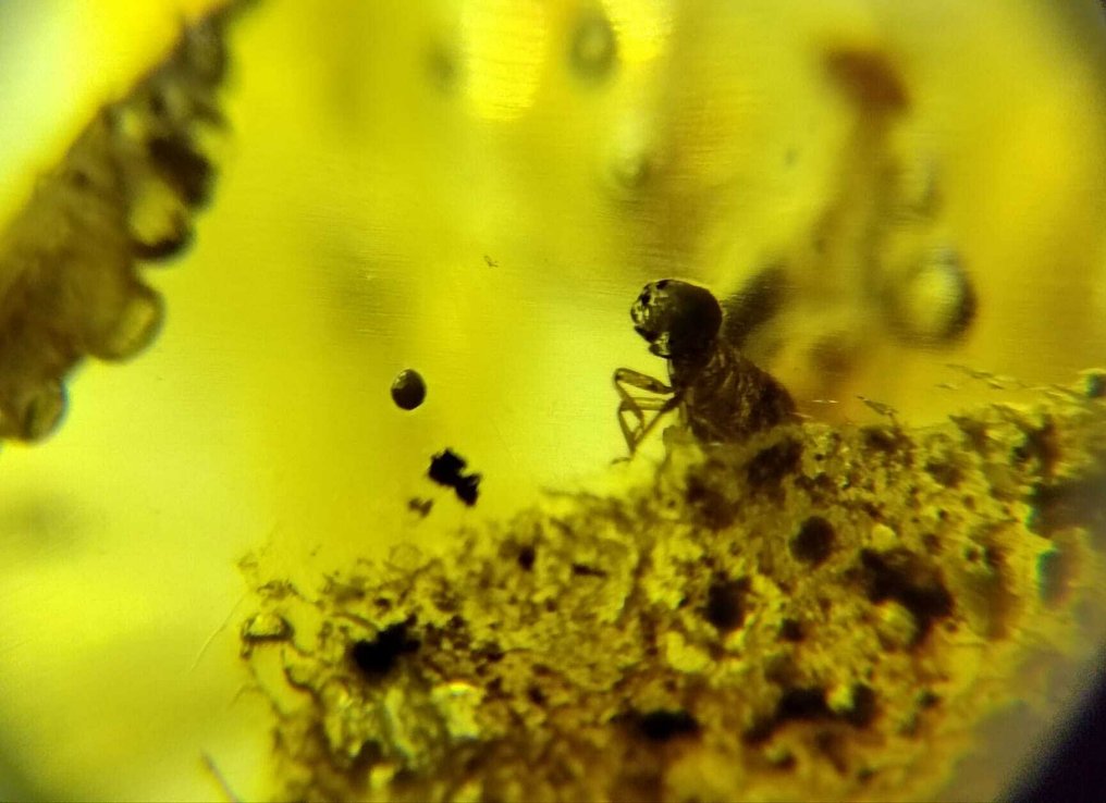 多米尼加琥珀化石昆虫 AAA级 - 245克拉- 49 g #4.3