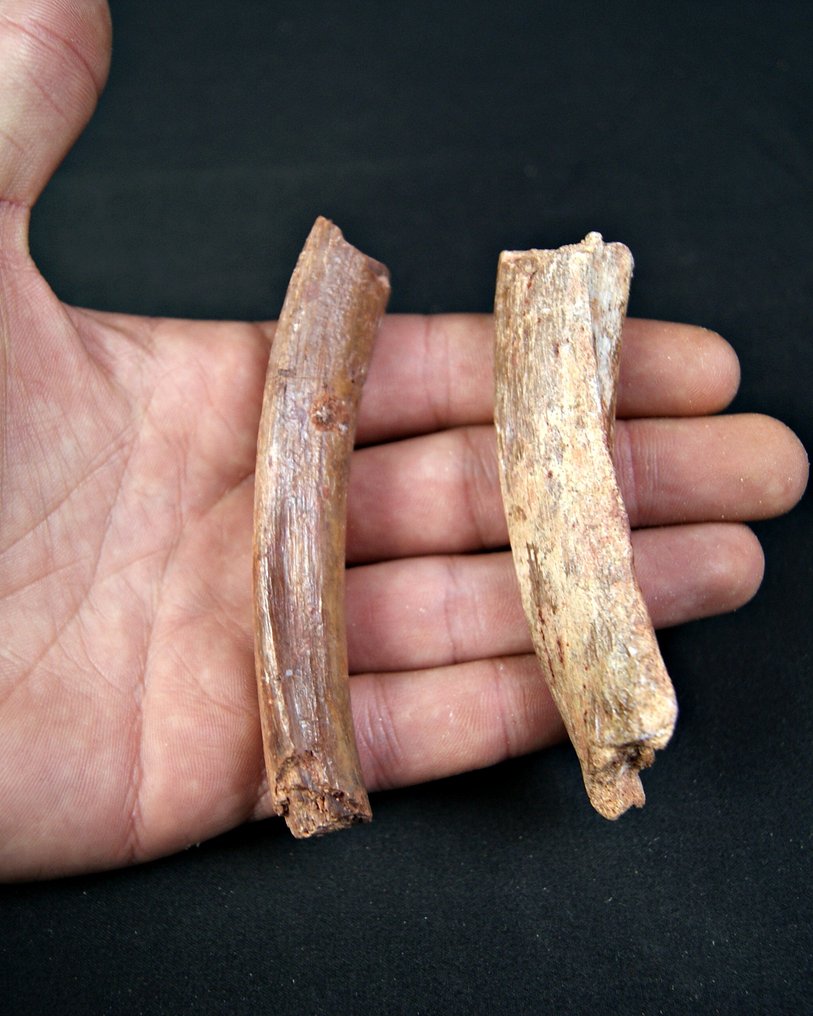 Coaste de teropod, posibil Raptor, Spinosaurus sau Carcharodontosaurus - Fragment fosilă - Teropodo Kem Kem  (Fără preț de rezervă) #4.3