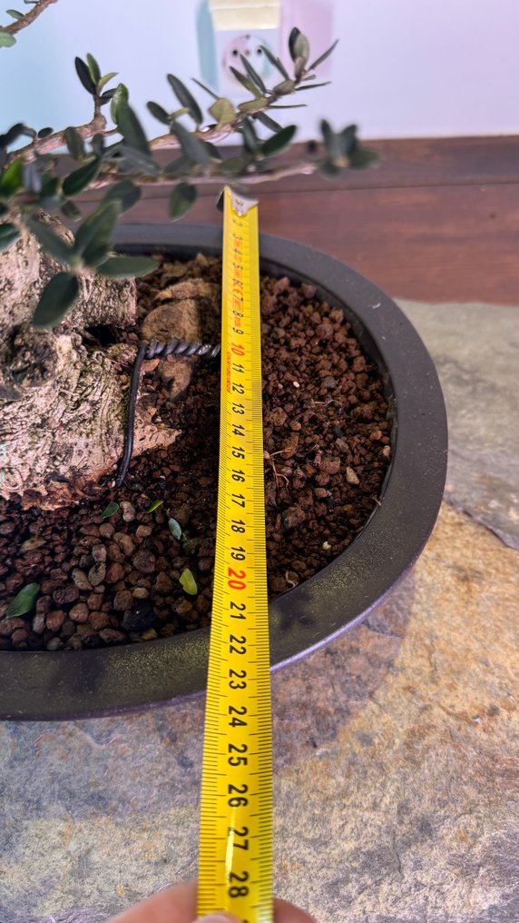Olea Sylvestris - Ύψος (Δέντρο): 35 cm - Βάθος (Δέντρο): 26 cm - Ισπανία #4.3
