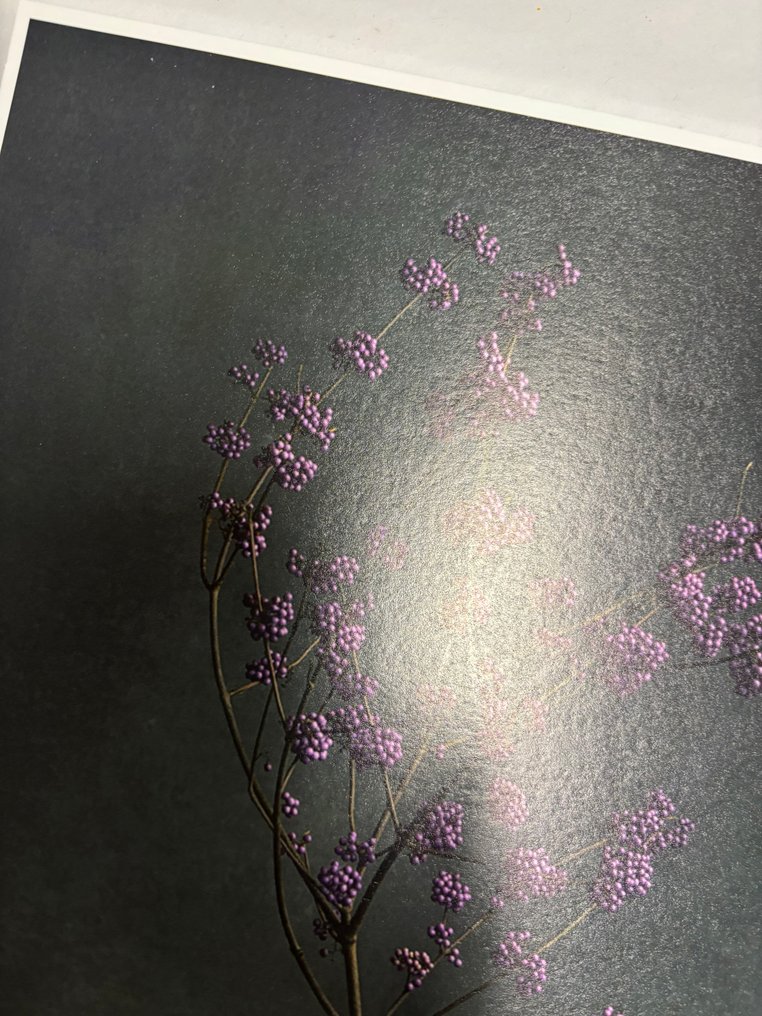 Tessa Posthuma de Boer - Callicarpa #4.3