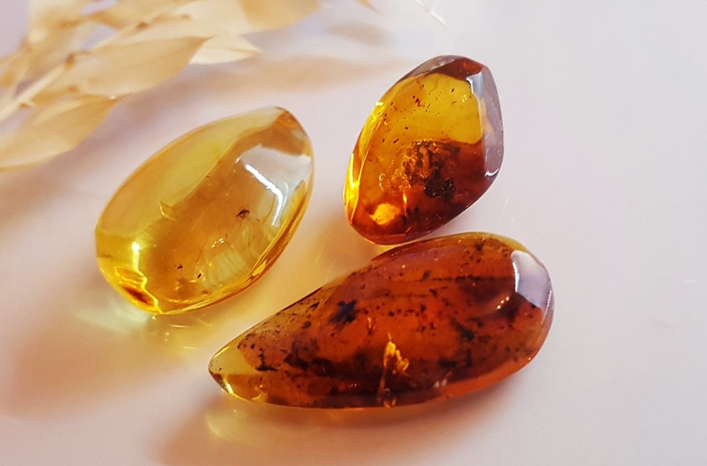 3 pieces Natural Fossil Baltic Amber with Insect Inclusion - Beautiful Museum Grade - Amber (No reserve price) #1.0