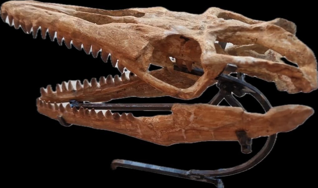 Reptile marin - Crâne fossile - Mosasaurus sp. - 58 cm - 20 cm #3.2