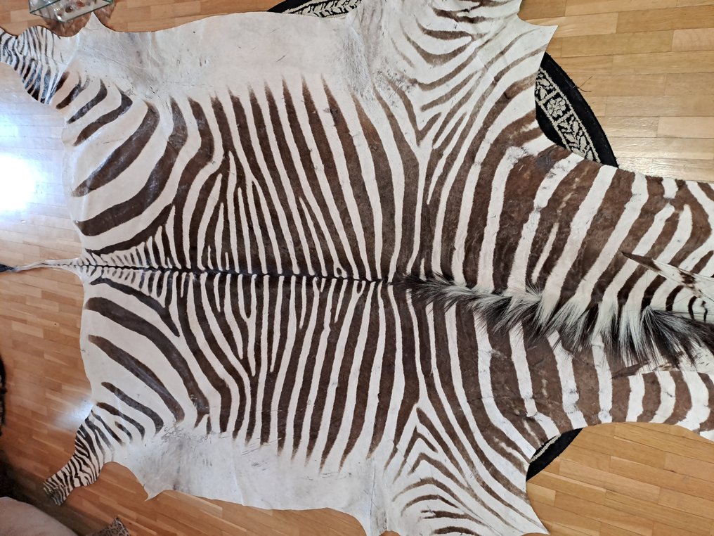 hegyi zebra Taxidermia fali tartó - Equus zebra - with proof of legal origin - 15 cm - 226 cm - 310 cm - CITES függelék II - EU-melléklet B - 1 #1.0