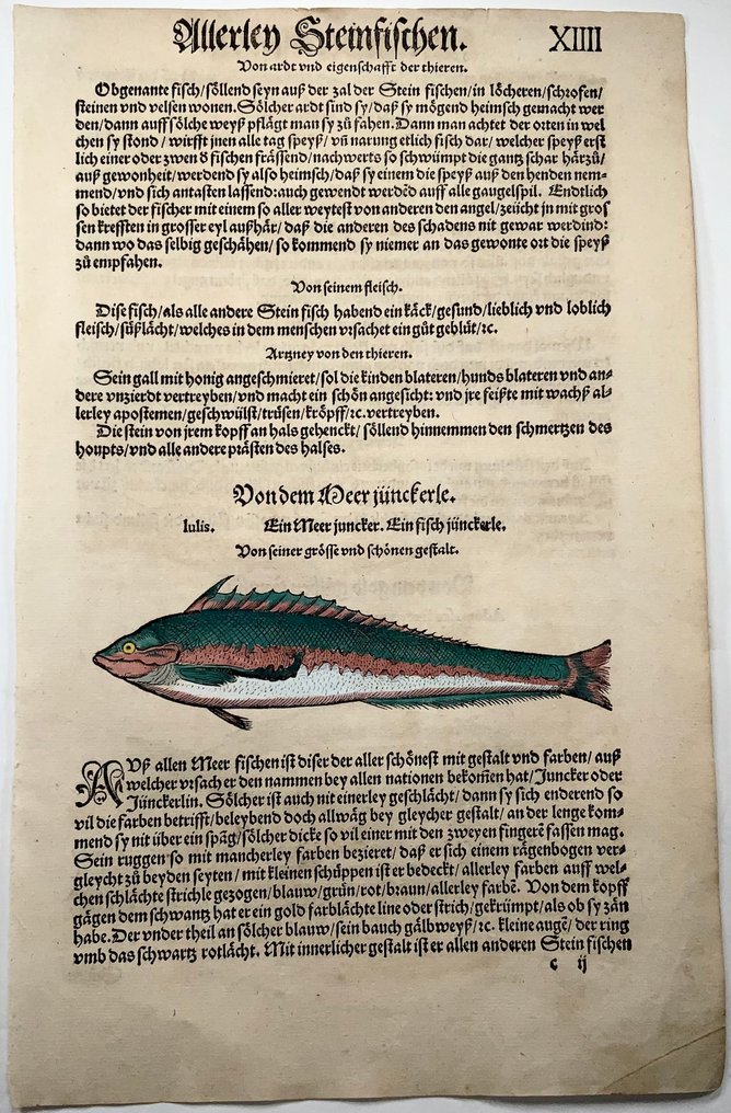 Conrad Gesner (1516-1565) Fish: Junker Fish - Folio with 2 woodcuts - 1563 #1.0