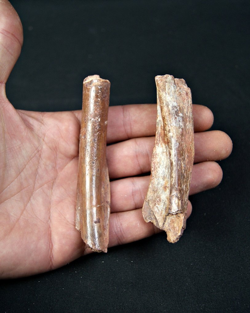 Coaste de teropod, posibil Raptor, Spinosaurus sau Carcharodontosaurus - Fragment fosilă - Teropodo Kem Kem  (Fără preț de rezervă) #3.2