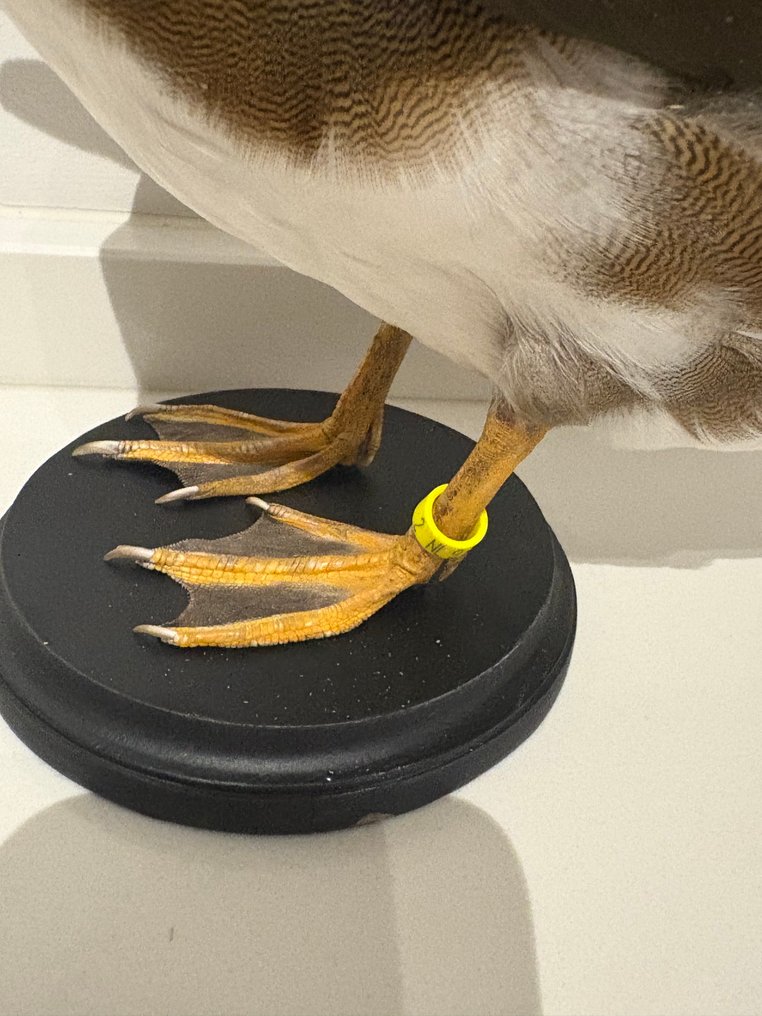 Mandarijneend Eksponat taksydermiczny (całe ciało) - Aix galericulata - with closed footring - 27 cm - 27 cm - 12 cm - Gatunki inne niż CITES - 1 #4.3