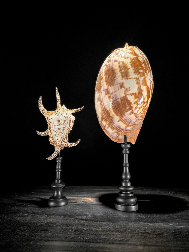 Stunning Set of 2 Seashells - Spider Conch Shell and Melo Amphora - Sea shell - Lambis Lambis + Melo Amphora (No reserve price) #1.0