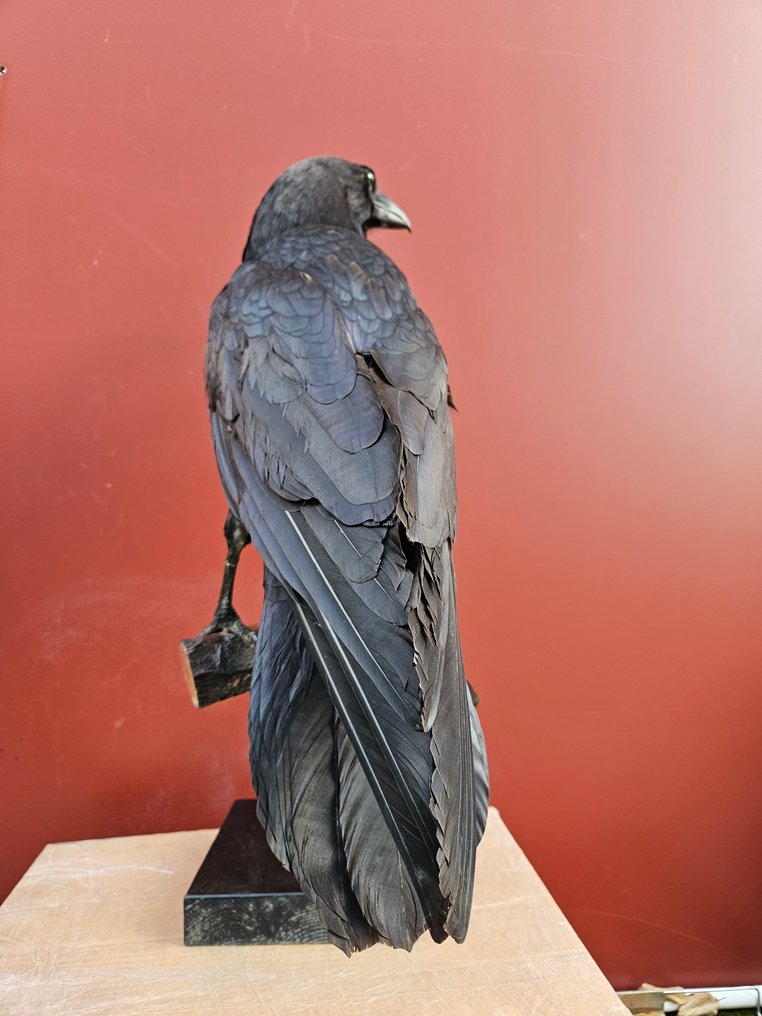 Corvo Imperiale Eksponat taksydermiczny (całe ciało) - Corvus Corax (with proof of origin) - 0 mm - 0 mm - 0 mm - EU Annex I #4.3