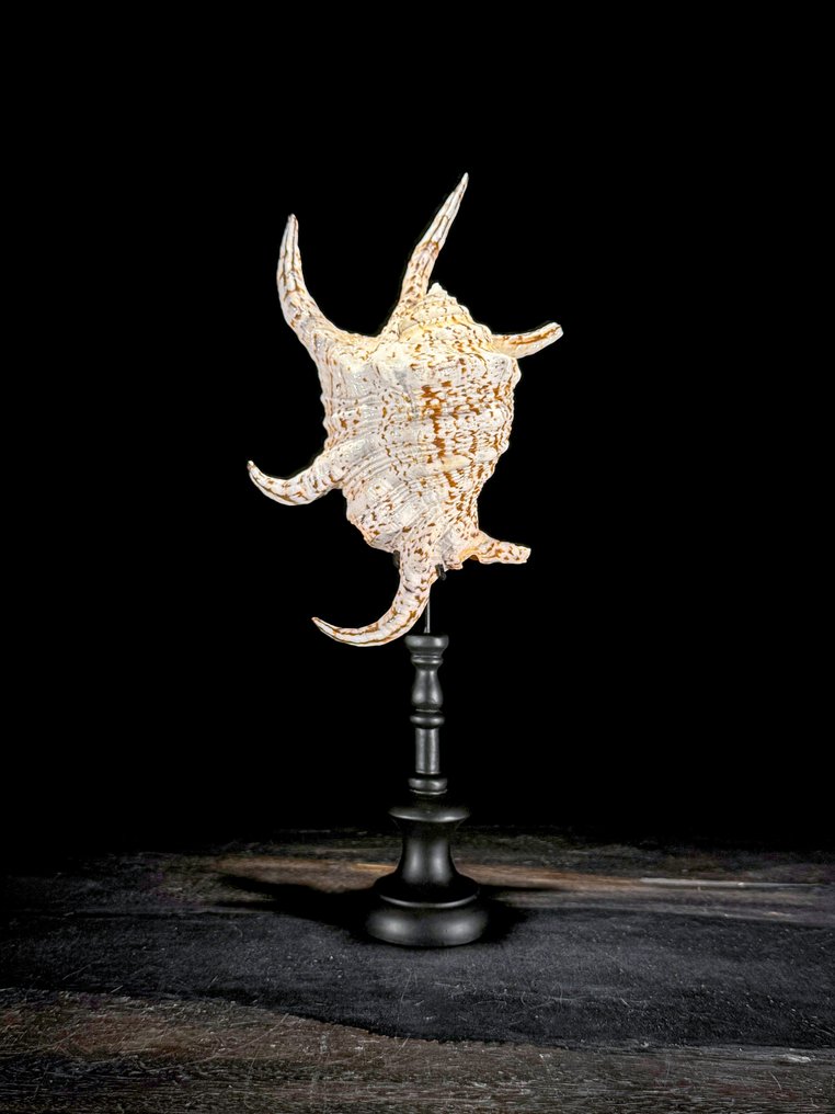 Εντυπωσιακό κοχύλι Spider Conch σε ειδική βάση. Κοχύλι - Lambis lambis  (χωρίς τιμή ασφαλείας) #2.1