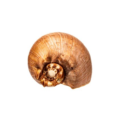 Neptuns Volute Taxidermi - väggmontering - Cymbium neptuni - 17 cm - 0 mm - 0 mm - Arter som inte är inkluderade i CITES - 1 #1.0