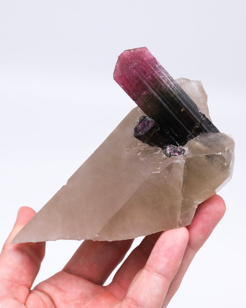 Top Tricolore Liddicoatite su un cristallo di quarzo - Altezza: 7.4 cm - Larghezza: 12.1 cm- 353 g - (1) #3.2