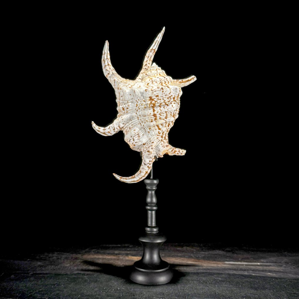 Εντυπωσιακό κοχύλι Spider Conch σε ειδική βάση. Κοχύλι - Lambis lambis  (χωρίς τιμή ασφαλείας) #3.2