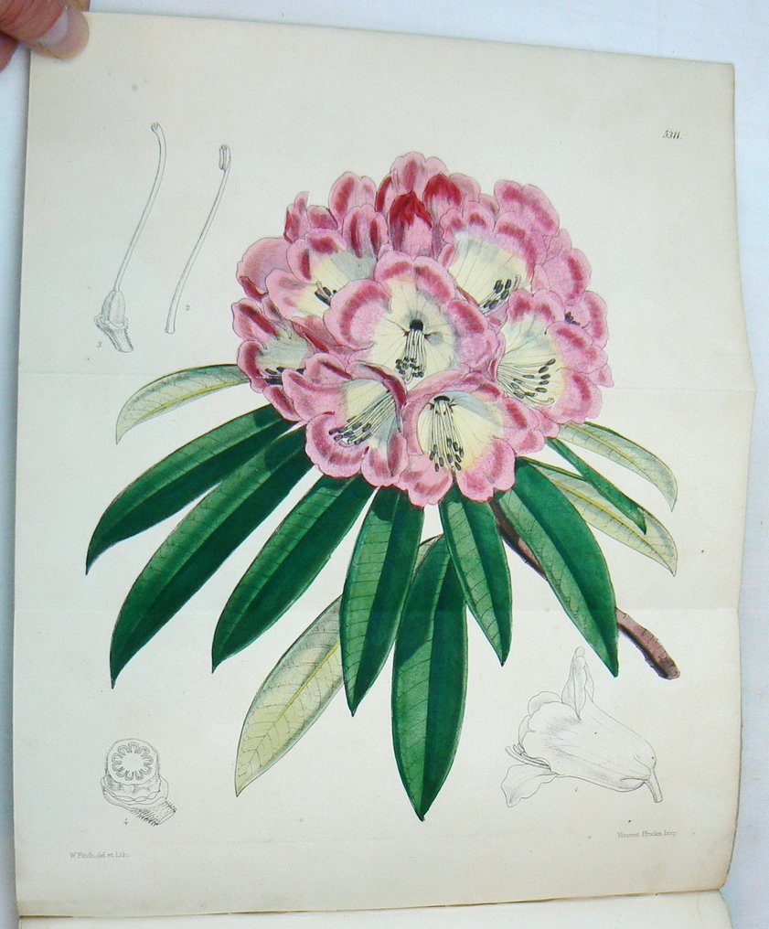 William Jackson Hooker - Curtis's Botanical Magazine; comprising the plants of the Royal Gardens of Kew [...] - 1862 #1.0