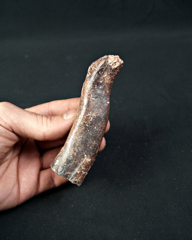 Mulig Spinosaurus eller Carcharodontosaurus med ribbe av Teropod. - Fossilt fragment - Teropodo Kem Kem - 11 cm  (Ingen reservasjonspris) #2.1