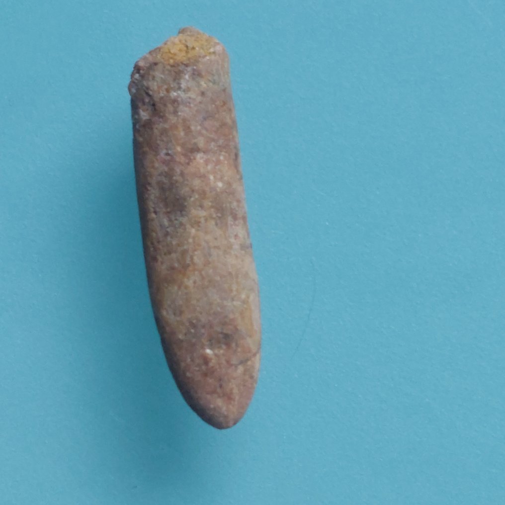 Σπάνιο δόντι του Rebbachisaurus, μήκος 28 mm. - Απολιθωμένο δόντι - 35 mm - 8 mm (χωρίς τιμή ασφαλείας) #1.0
