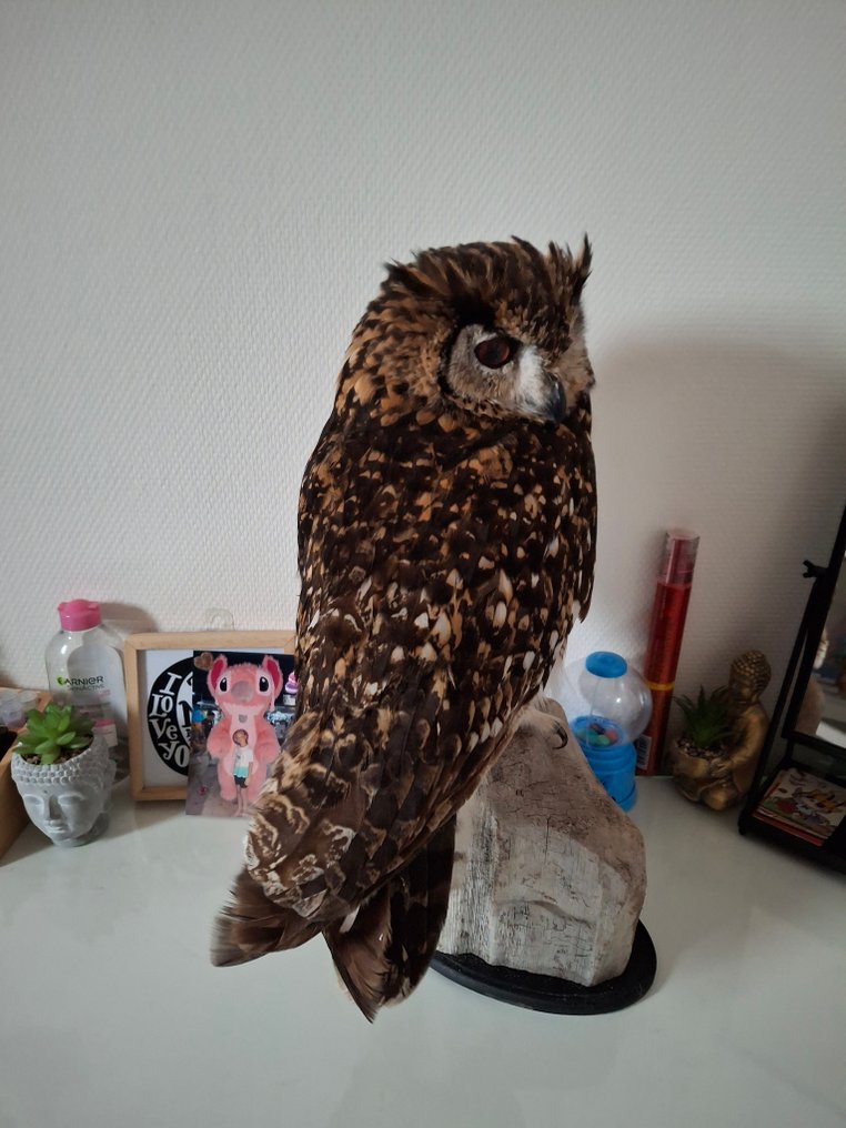 Cape Eagle-Owl Taxidermy full body mount - Bubo capensis - with proof of legal origin - 50 cm - 35 cm - 25 cm - CITES Appendix II - Annex B in the EU - 1 #3.2