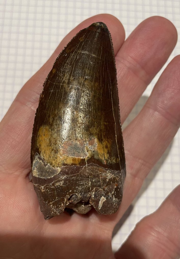 Carcharodontosaur - Fosszilis fog - 7 cm - 3 cm #1.0