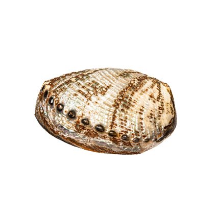 Many-holed abalone ***KEIN MINDESTPREIS*** γυαλισμένο Επιτοίχια βάση ταρίχευσης - Haliotis multiperforata - 14 cm - 0 mm - 0 mm - Είδη που δεν ανήκουν στο CITES - 1 #1.0