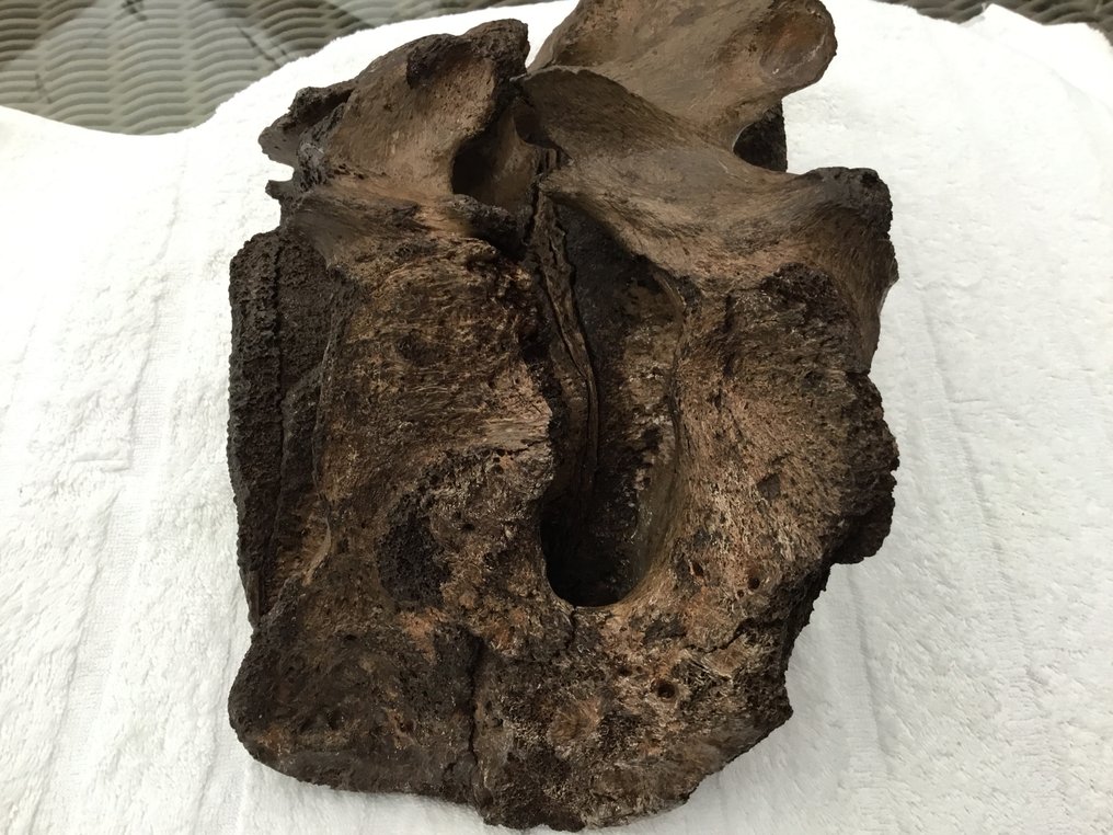 Mammut - Fossil ryggvirvelbein - 18 cm - 28 cm (Ingen reservasjonspris) #4.3