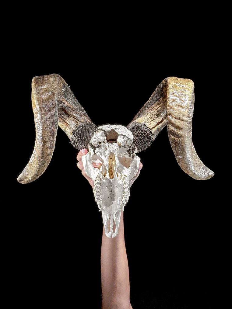 Χωρίς ελάχιστη τιμή - C - Όμορφο λευκό σκαλιστό κρανίο αρνιού σε προσαρμοσμένη βάση - Infinity Λαξεμένο κρανίο - Ovis Aries - 44 cm - 41 cm - 27 cm- Είδη που δεν ανήκουν στο CITES - (1) #3.2