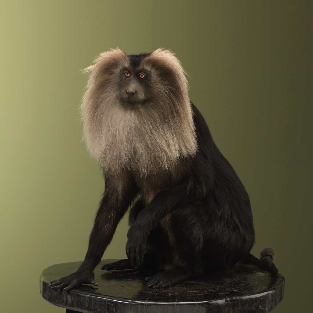 Maimuță Taxidermie montură corp întreg - Macaca silenus - 53 cm - 46 cm - 48 cm - CITES Anexa I - Anexa A din UE - 1 #2.1