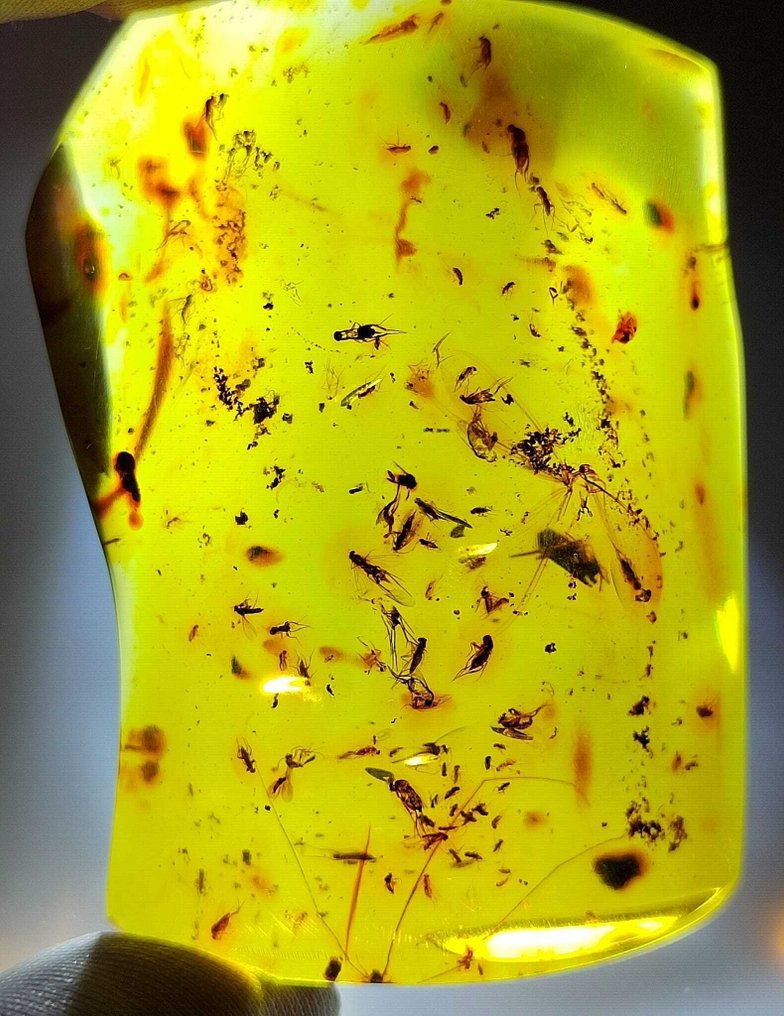 Fossil - Amazing!! Dominican amber, 200 cts.- 40 g #3.2