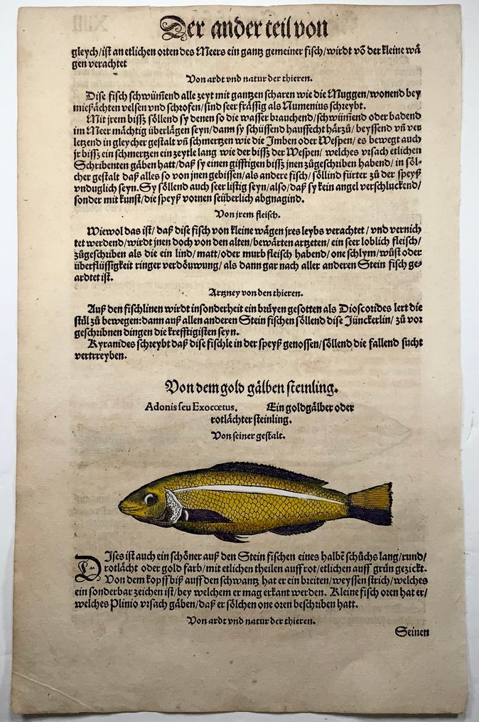 Conrad Gesner (1516-1565) Fish: Junker Fish - Folio with 2 woodcuts - 1563 #2.1