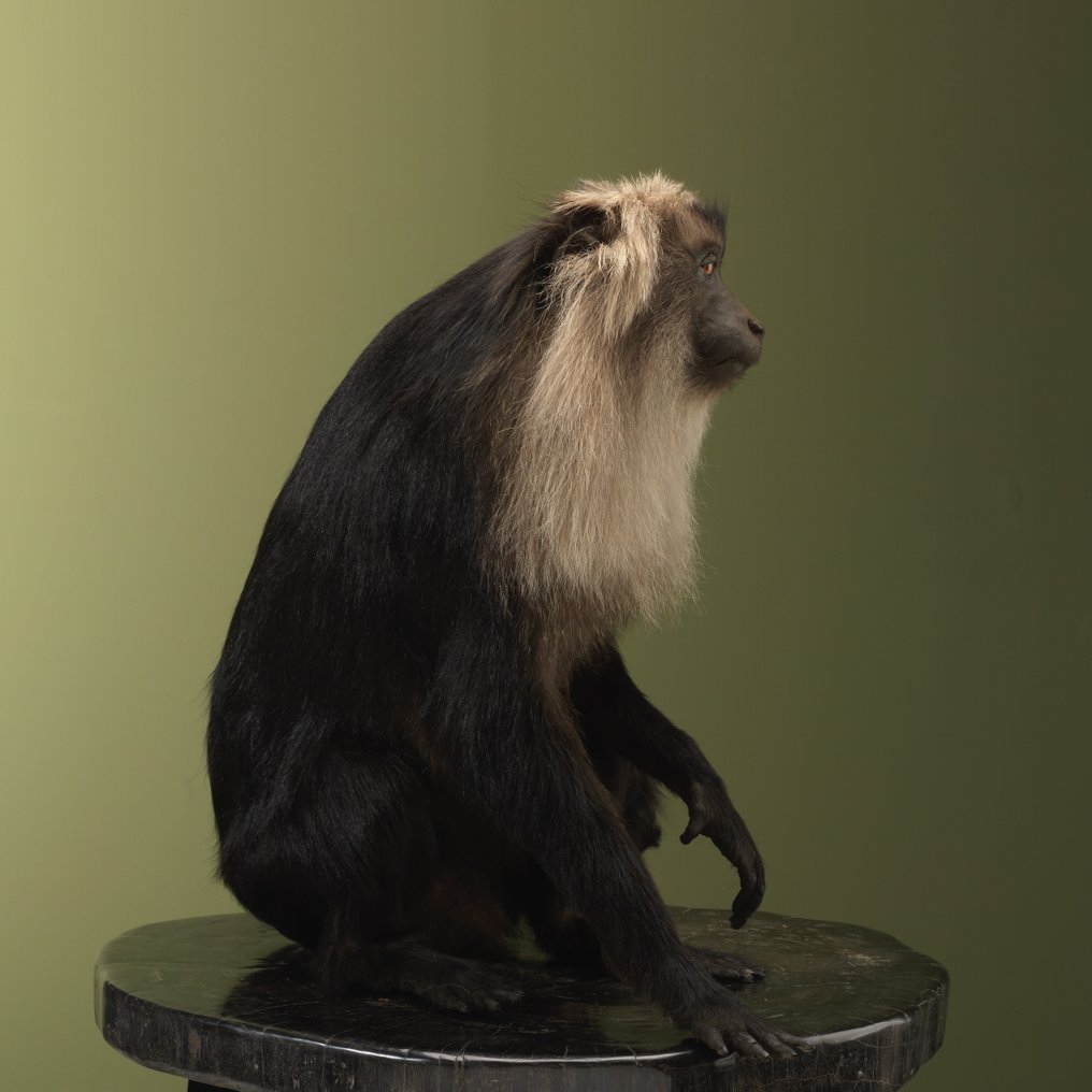Maimuță Taxidermie montură corp întreg - Macaca silenus - 53 cm - 46 cm - 48 cm - CITES Anexa I - Anexa A din UE - 1 #4.3