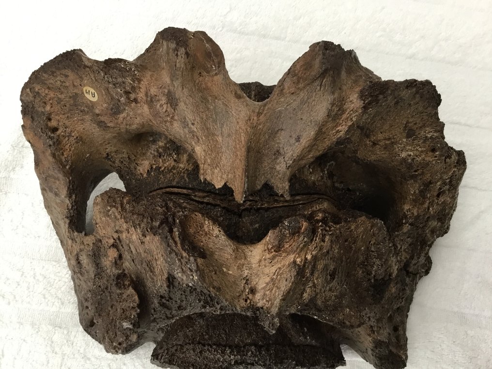 Mammut - Fossil ryggvirvelbein - 18 cm - 28 cm (Ingen reservasjonspris) #1.0