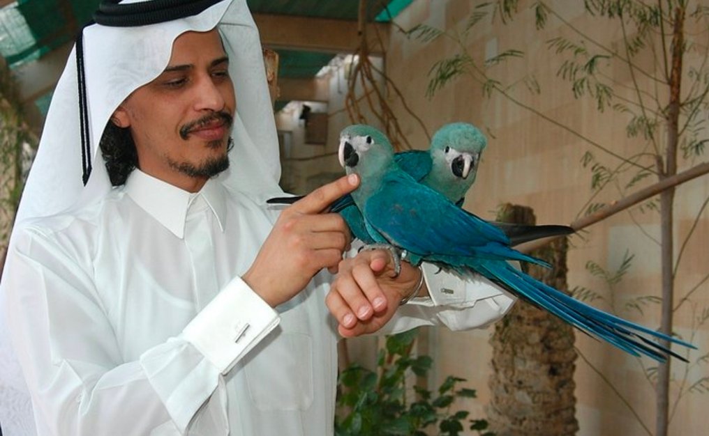 Faience tile from the step pyramid 'King's Tomb of Djoser'. - Faience - Egypt - Djoser, circa 2600 BC. #3.2