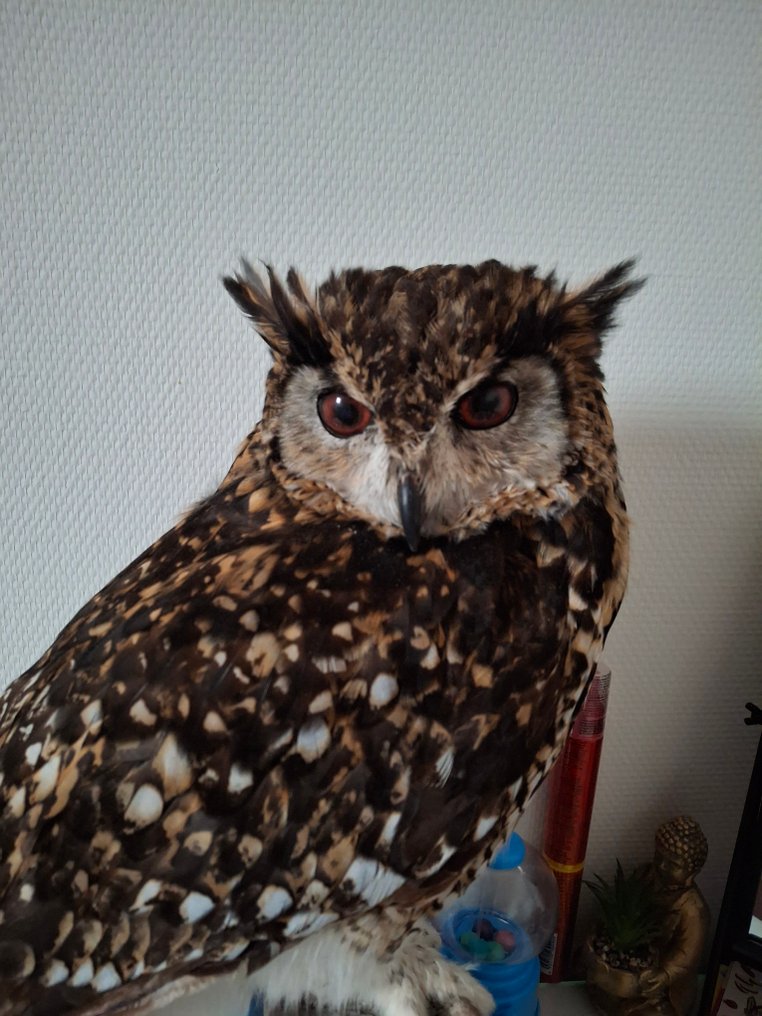 Cape Eagle-Owl Taxidermy full body mount - Bubo capensis - with proof of legal origin - 50 cm - 35 cm - 25 cm - CITES Appendix II - Annex B in the EU - 1 #2.1