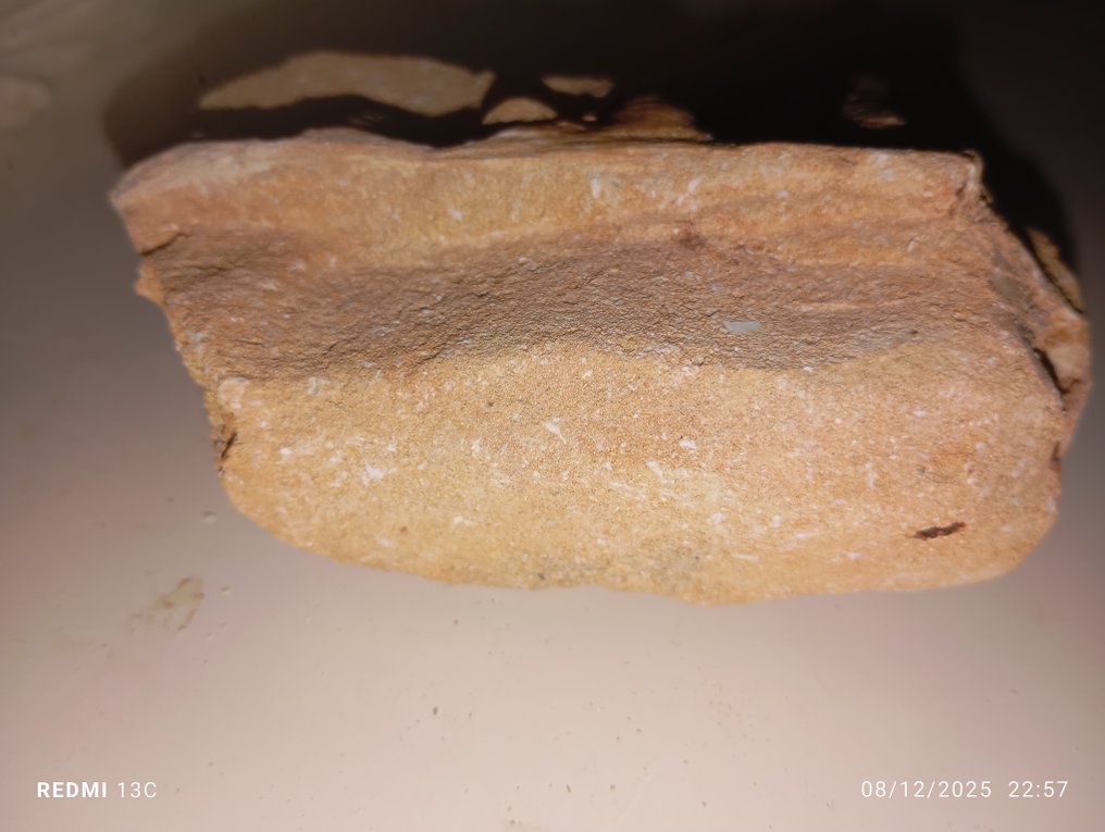 rovdyrfisk - Fossile tenner - Enchodus - 10 cm - 5 cm (Ingen reservasjonspris) #2.1