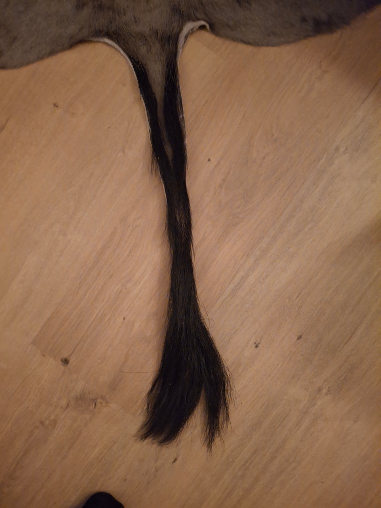 Trofeo di caccia #3.2