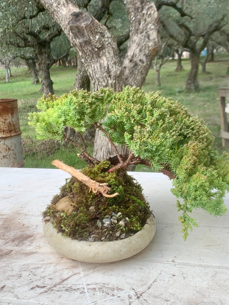 Juniper bonsai (Juniperus) - 高度 (樹): 13 cm - 深度 (樹): 30 cm - 日本 #1.0