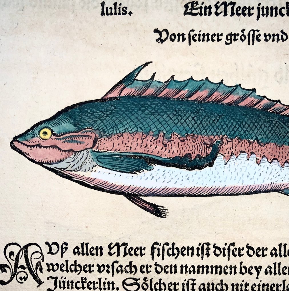 Conrad Gesner (1516-1565) Fish: Junker Fish - Folio with 2 woodcuts - 1563 #1.0