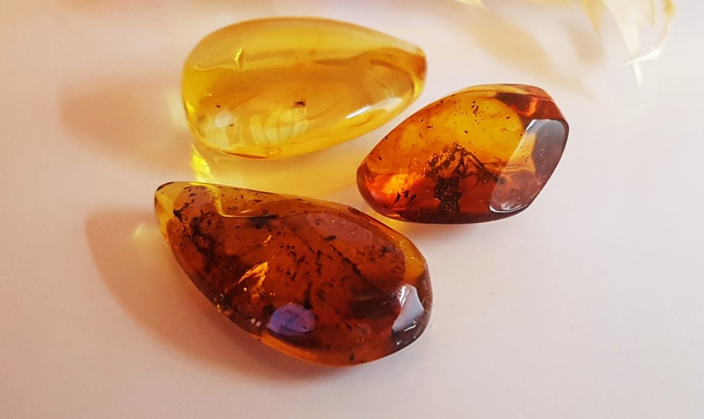 3 pieces Natural Fossil Baltic Amber with Insect Inclusion - Beautiful Museum Grade - Amber (No reserve price) #2.1