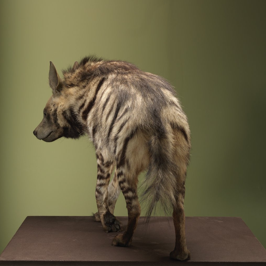 Iena Allestimento tassidermico a corpo intero - Hyaena hyaena - 67 cm - 38 cm - 120 cm - Appendice III CITES - Allegato C dell'UE - 1 #4.3