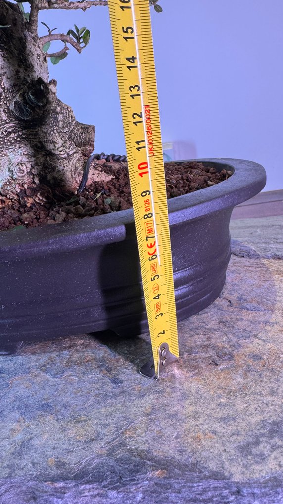 Olea Sylvestris - Ύψος (Δέντρο): 35 cm - Βάθος (Δέντρο): 26 cm - Ισπανία #3.2