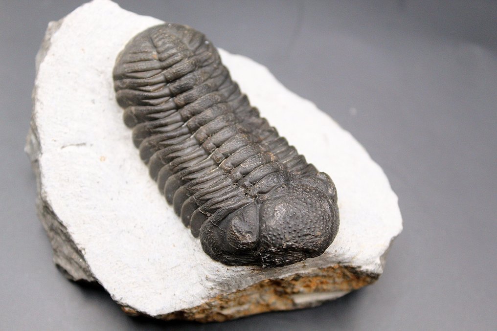 Trilobite - Fossil matrix - Barrandeops Ovatus  (Fără preț de rezervă) #3.2