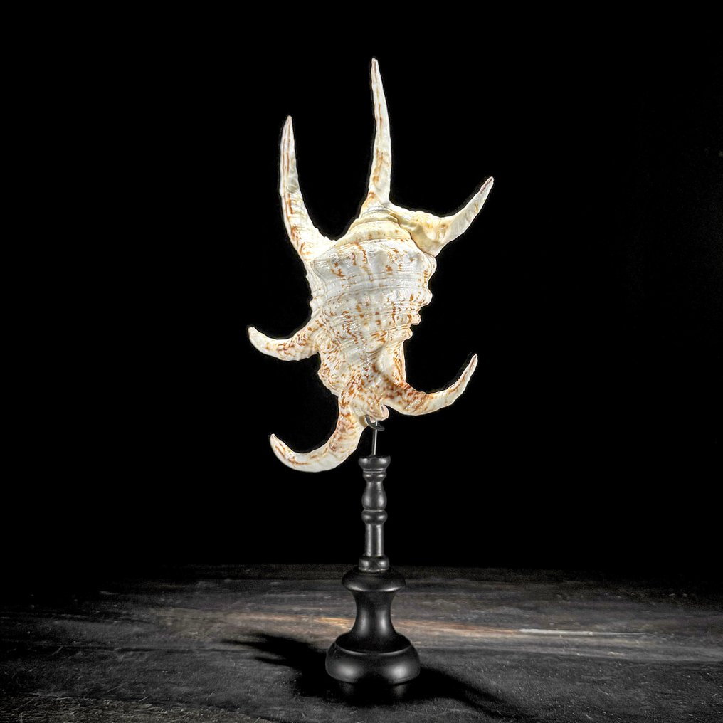 Stunning Pair of Spider Conch Shell and Melo Amphora Shell - Sea shell - Lambis lambis and Melo Amphora (No reserve price) #3.2