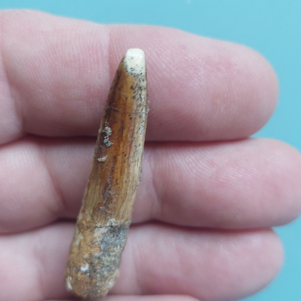 Sällsynt Zahn från Rebbachisaurus 28 mm - Fossil tand - 48 mm - 10 mm (Utan reservationspris) #1.0