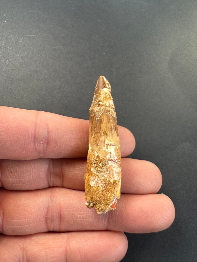 Spinosaur - Fossiler Zahn - 5.5 cm  (Ohne mindestpreis) #1.0